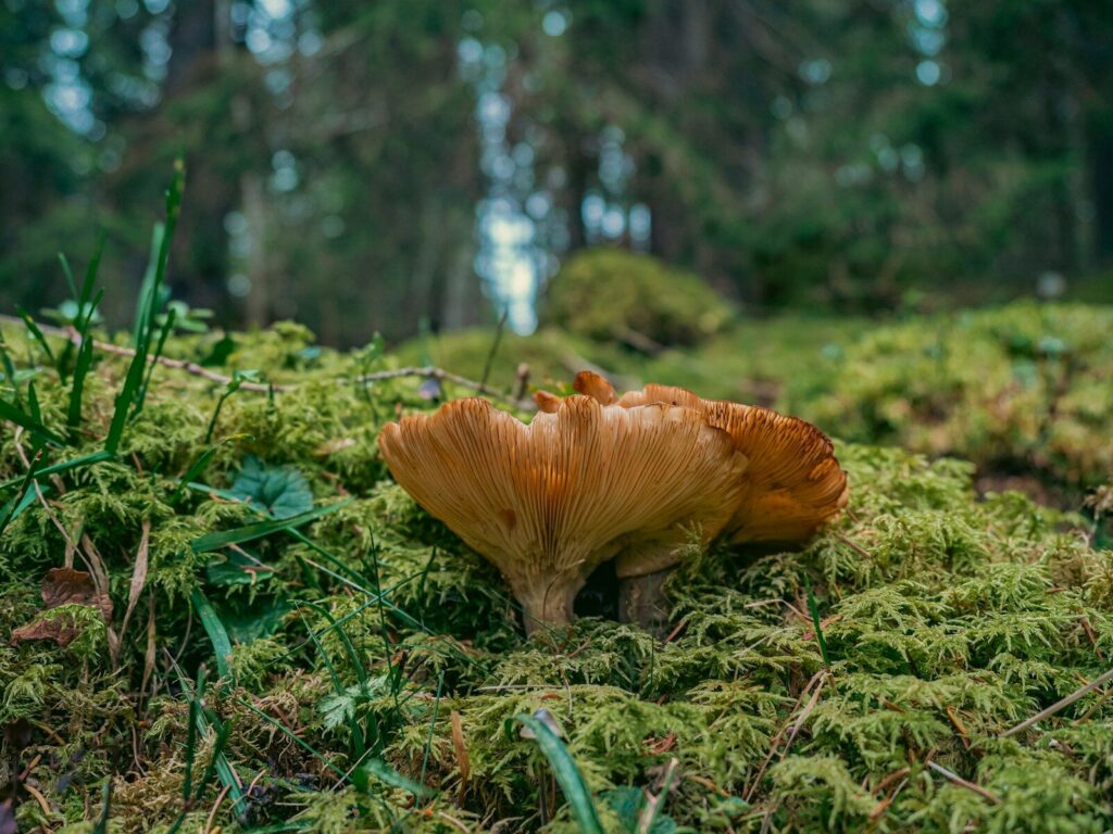 a mushroom growing in the grass
