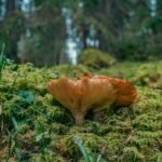 Een groene toekomst creeren